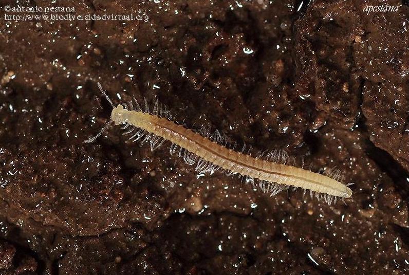 Представитель Семейства Vandeleumatidae